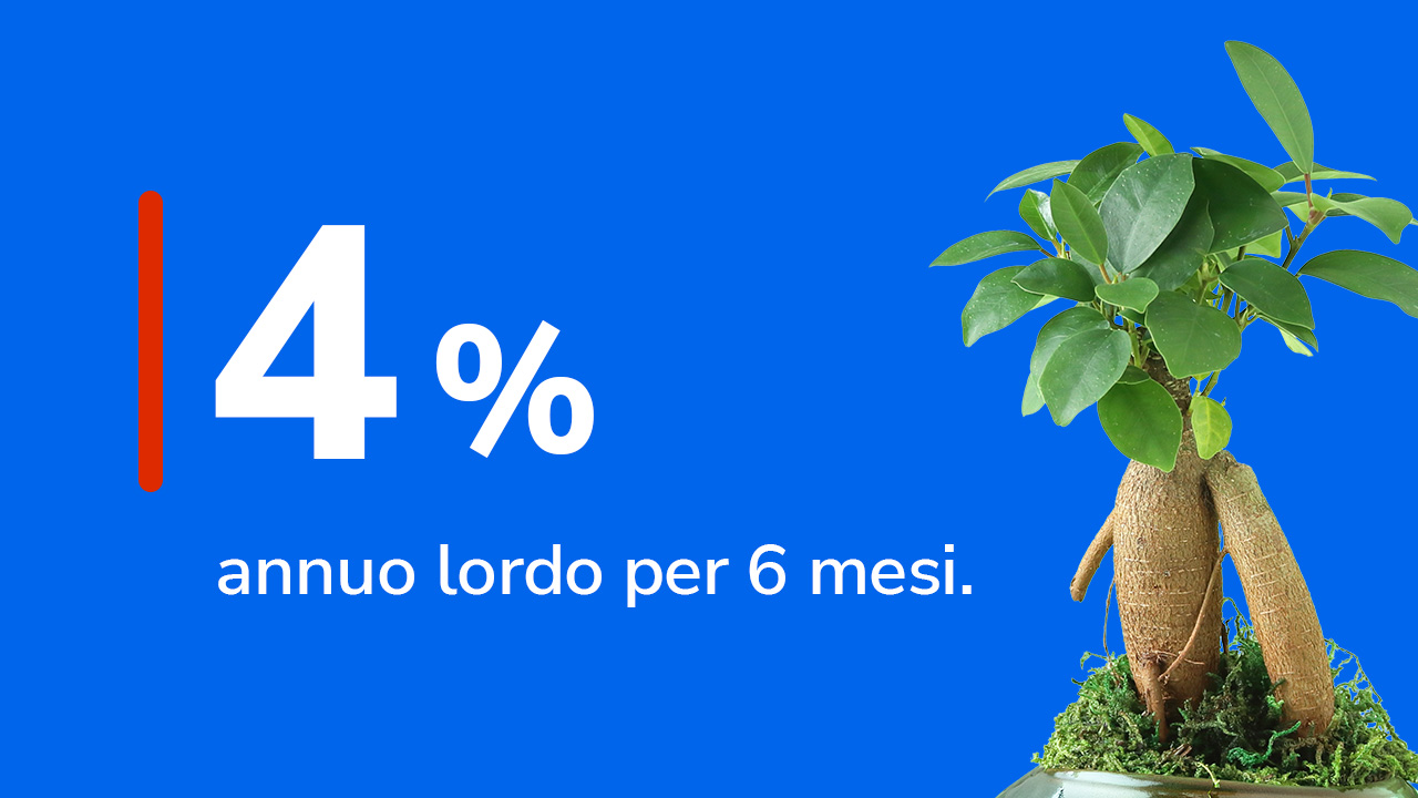 Tasso 4% annuo lordo per 6 mesi vicino ad un ficus.
